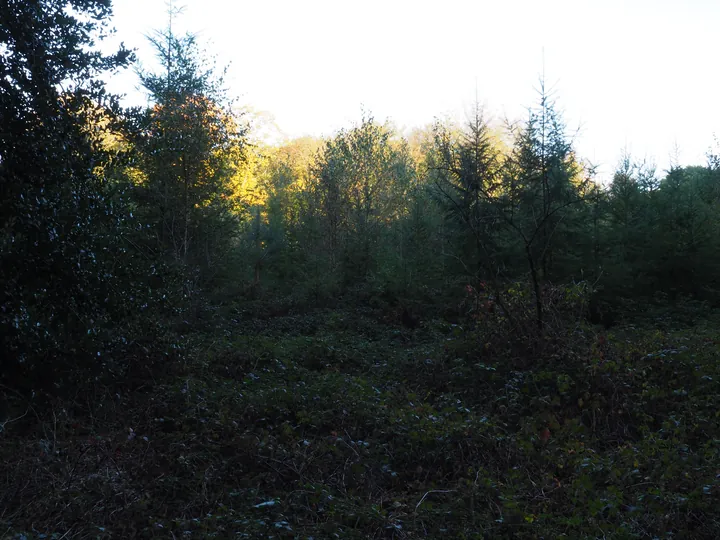 Vagevuurbos en Lippensgoed-Bulskampveld (België)